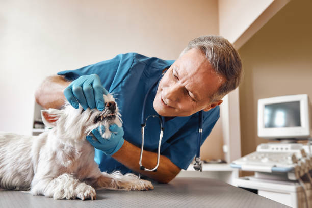 Best Weekend Emergency Dental Services in Corcoran, MN